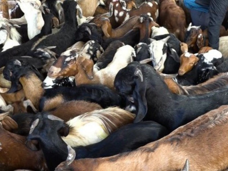 कैलालीका खसी बोकाको माग पोखरा र काठमाडौँमा 